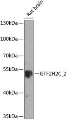 Western Blot GTF2H2D Antibody - BSA Free