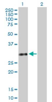 Western Blot: GTF2H3 Antibody [H00002967-B01P] - Analysis of GTF2H3 expression in transfected 293T cell line by GTF2H3 polyclonal antibody.  Lane 1: GTF2H3 transfected lysate(33.88 KDa). Lane 2: Non-transfected lysate.