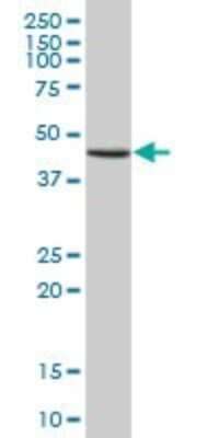 Western Blot: GTF2H4 Antibody [H00002968-B02P] - Analysis of GTF2H4 expression in human pancreas.