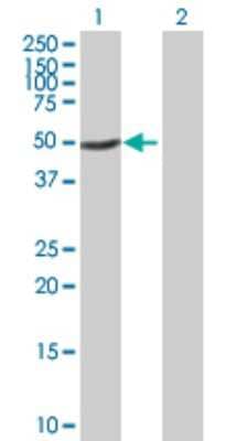 Western Blot: GTF2H4 Antibody [H00002968-B02P] - Analysis of GTF2H4 expression in transfected 293T cell line by GTF2H4 polyclonal antibody.  Lane 1: GTF2H4 transfected lysate(50.82 KDa). Lane 2: Non-transfected lysate.