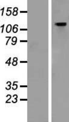 Western Blot: GTF2IRD1 Overexpression Lysate (Adult Normal) [NBP2-07718] Left-Empty vector transfected control cell lysate (HEK293 cell lysate); Right -Over-expression Lysate for GTF2IRD1.
