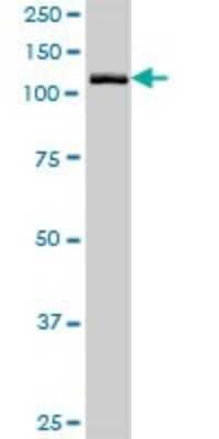 Western Blot: GTF2IRD2 Antibody [H00084163-B01P] - Analysis of GTF2IRD2 expression in Hela S3 NE.