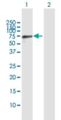 Western Blot: GTF2IRD2 Antibody [H00084163-B01P] - Analysis of GTF2IRD2 expression in transfected 293T cell line by GTF2IRD2 polyclonal antibody.  Lane 1: GTF2IRD2 transfected lysate(54.78 KDa). Lane 2: Non-transfected lysate.
