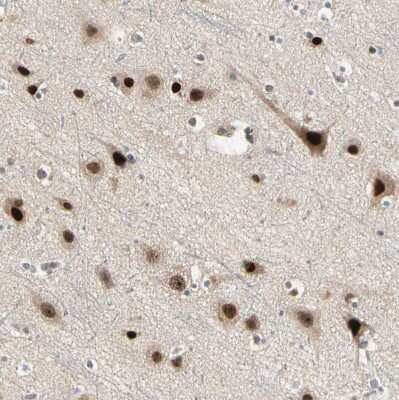 Immunohistochemistry-Paraffin: GTF3A Antibody [NBP1-89064] - Staining of human cerebral cortex shows  strong nuclear positivity in neurons.