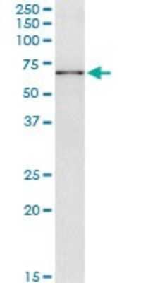 Immunoprecipitation: GTF3C5 Antibody (3F10) [H00009328-M01] - Analysis of GTF3C5 transfected lysate using anti-GTF3C5 monoclonal antibody and Protein A Magnetic Bead, and immunoblotted with GTF3C5 monoclonal antibody.