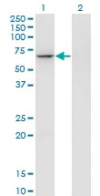 Western Blot: GTF3C5 Antibody (3F10) [H00009328-M01] - Analysis of GTF3C5 expression in transfected 293T cell line by GTF3C5 monoclonal antibody (M01), clone 3F10.Lane 1: GTF3C5 transfected lysate (Predicted MW: 59.6 KDa).Lane 2: Non-transfected lysate.