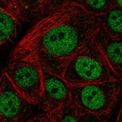 <b>Independent Antibodies Validation. </b>Immunocytochemistry/Immunofluorescence: GTF3C5 Antibody [NBP2-55707] - Staining of human cell line MCF7 shows localization to nucleoplasm.