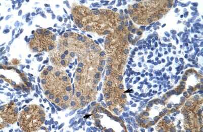 Immunohistochemistry: GTF3C5 Antibody [NBP3-10376] - Immunohistochemical analysis of human kidney.