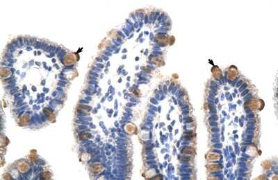 Immunohistochemistry: GTF3C5 Antibody [NBP3-10489] - Immunohistochemical analysis of human intestine.
