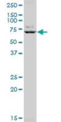 Western Blot: GTF3C5 Antibody [H00009328-B01P] - Analysis of GTF3C5 expression in Hela S3 NE.