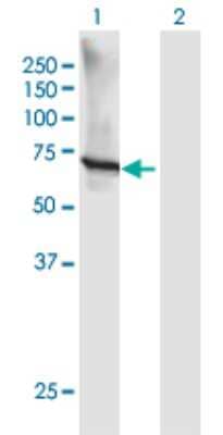 Western Blot: GTF3C5 Antibody [H00009328-B01P] - Analysis of GTF3C5 expression in transfected 293T cell line by GTF3C5 polyclonal antibody.  Lane 1: GTF3C5 transfected lysate(57.09 KDa). Lane 2: Non-transfected lysate.