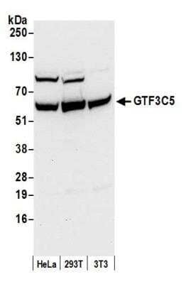 Western Blot: GTF3C5 Antibody [NB100-60435] - Detection of human and mouse GTF3C5 by western blot. Samples: Whole cell lysate (50 ug) from HeLa, HEK293T, and mouse NIH 3T3 cells prepared using NETN lysis buffer. Antibody: Affinity purified rabbit anti-GTF3C5 antibody NB100-60435 used for WB at 0.1 ug/ml. Detection: Chemiluminescence with an exposure time of 10 seconds.