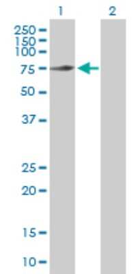 Western Blot: GTP-binding protein 1 Antibody [H00009567-D01P] - Analysis of GTPBP1 expression in transfected 293T cell line by GTPBP1 polyclonal antibody.Lane 1: GTPBP1 transfected lysate(63.40 KDa).Lane 2: Non-transfected lysate.