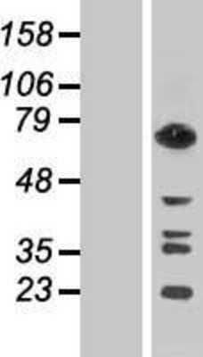 Western Blot: GTP-binding protein 1 Overexpression Lysate (Adult Normal) [NBP2-10585] Left-Empty vector transfected control cell lysate (HEK293 cell lysate); Right -Over-expression Lysate for GTP-binding protein 1.