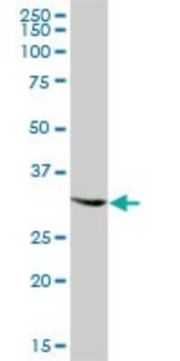 Western Blot: GTPBP2 Antibody [H00054676-B01P] - Analysis of GTPBP2 expression in human kidney.