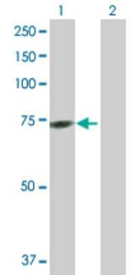 Western Blot: GTPBP2 Antibody [H00054676-B01P] - Analysis of GTPBP2 expression in transfected 293T cell line by GTPBP2 polyclonal antibody.  Lane 1: GTPBP2 transfected lysate(66.22 KDa). Lane 2: Non-transfected lysate.