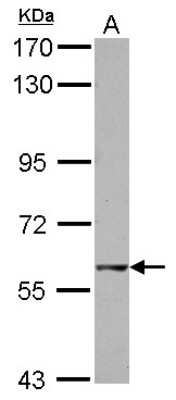 Western Blot: GTPBP2 Antibody [NBP2-16764] - Sample (30 ug of whole cell lysate) A: 293T 7. 5% SDS PAGE gel, diluted at 1:500.