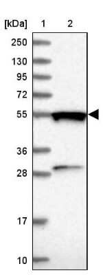 Western Blot: GTPBP3 Antibody [NBP1-91974] - Lane 1: Marker  [kDa] 250, 130, 95, 72, 55, 36, 28, 17, 10.  Lane 2: Human cell line RT-4