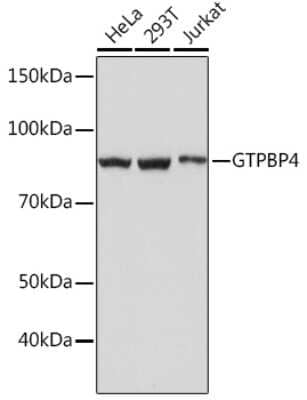 Western Blot: GTPBP4 Antibody (7O5L6) [NBP3-16476] - Western blot analysis of extracts of various cell lines, using GTPBP4 Rabbit mAb (NBP3-16476) at 1:1000 dilution. Secondary antibody: HRP Goat Anti-Rabbit IgG (H+L) at 1:10000 dilution. Lysates/proteins: 25ug per lane. Blocking buffer: 3% nonfat dry milk in TBST. Detection: ECL Basic Kit. Exposure time: 1s.