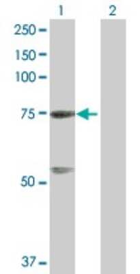 Western Blot: GTPBP4 Antibody [H00023560-B01P] - Analysis of GTPBP4 expression in transfected 293T cell line by GTPBP4 polyclonal antibody.  Lane 1: GTPBP4 transfected lysate(69.74 KDa). Lane 2: Non-transfected lysate.