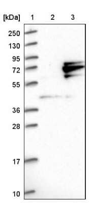 Western Blot: GTPBP4 Antibody [NBP1-85454] - Lane 1: Marker [kDa] 250, 130, 95, 72, 55, 36, 28, 17, 10. Lane 2: Negative control (vector only transfected HEK293T lysate). Lane 3: Over-expression lysate (Co-expressed with a C-terminal myc-DDK tag (3.1 kDa) in mammalian HEK293T cells).