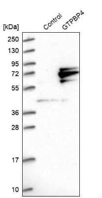 Western Blot: GTPBP4 Antibody [NBP1-85454] - Analysis in control (vector only transfected HEK293T lysate) and GTPBP4 over-expression lysate (Co-expressed with a C-terminal myc-DDK tag (3.1 kDa) in mammalian HEK293T cells).