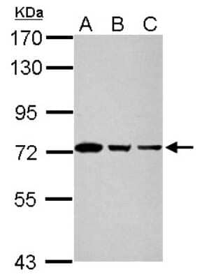 Western Blot: GTPBP4 Antibody [NBP2-16766] - Sample (10 ug of whole cell lysate) A: NIH-3T3 B: JC C: BCL-1 7. 5% SDS PAGE gel, diluted at 1:5000.