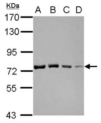Western Blot: GTPBP4 Antibody [NBP2-16766] - Sample (30 ug of whole cell lysate) A: 293T B: A431 C: HeLa D: HepG2 7. 5% SDS PAGE gel, diluted at 1:10000.