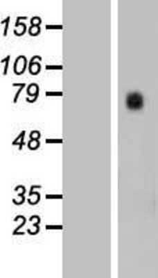Western Blot: GTPBP4 Overexpression Lysate (Adult Normal) [NBL1-11401] Left-Empty vector transfected control cell lysate (HEK293 cell lysate); Right -Over-expression Lysate for GTPBP4.