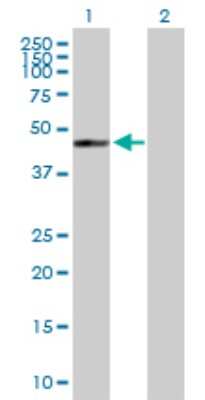 Western Blot: GTPBP5 Antibody [H00026164-B01P] - Analysis of GTPBP5 expression in transfected 293T cell line by GTPBP5 polyclonal antibody.  Lane 1: GTPBP5 transfected lysate(44.66 KDa). Lane 2: Non-transfected lysate.