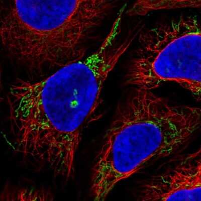 Immunocytochemistry/ Immunofluorescence GTPBP8 Antibody - BSA Free