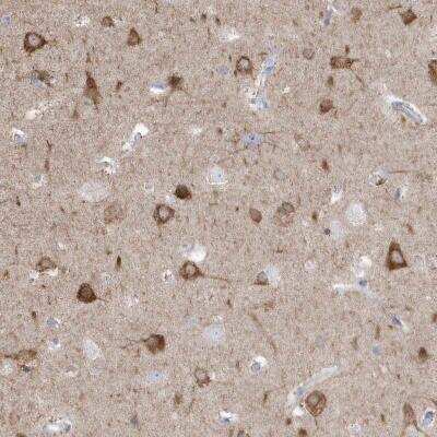 Immunohistochemistry-Paraffin: GTPBP8 Antibody [NBP1-81679] - Staining of human cerebral cortex shows strong cytoplasmic positivity in neuronal cells.