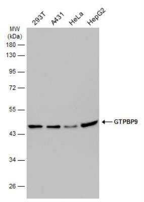 Western Blot: GTPBP9 Antibody [NBP2-16767] - Various whole cell extracts (30 ug) were separated by 10% SDS-PAGE, and the membrane was blotted with GTPBP9 antibody diluted at 1:1000. HRP-conjugated anti-rabbit IgG antibody was used to detect the primary antibody.