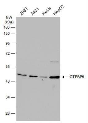 Western Blot: GTPBP9 Antibody [NBP2-16768] - Various whole cell extracts (30 ug) were separated by 10% SDS-PAGE, and the membrane was blotted with GTPBP9 antibody diluted at 1:1000. HRP-conjugated anti-rabbit IgG antibody was used to detect the primary antibody.