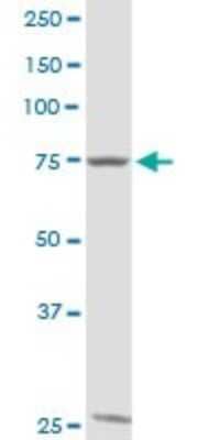 Western Blot: GTSE1 Antibody [H00051512-D01P] - Analysis of GTSE1 expression in Jurkat.