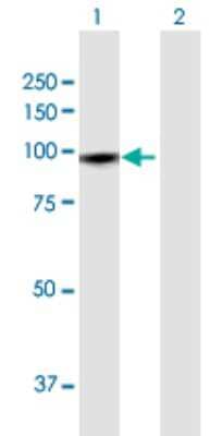 Western Blot: GTSE1 Antibody [H00051512-D01P] - Analysis of GTSE1 expression in transfected 293T cell line by GTSE1 polyclonal antibody.Lane 1: GTSE1 transfected lysate(76.60 KDa).Lane 2: Non-transfected lysate.
