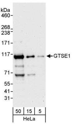 Western Blot: GTSE1 Antibody [NBP1-30058] - Whole cell lysate (5, 15 and 50 ug) from HeLa cells. Antibody used at 0.04 ug/ml.