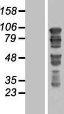 Western Blot: GTSE1 Overexpression Lysate (Adult Normal) [NBL1-11404] Left-Empty vector transfected control cell lysate (HEK293 cell lysate); Right -Over-expression Lysate for GTSE1.
