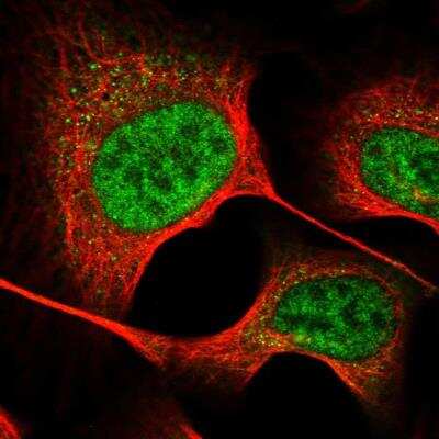Immunocytochemistry/ Immunofluorescence GTSF1 Antibody - BSA Free