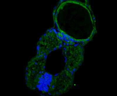 Immunocytochemistry/Immunofluorescence: GTSF1 Antibody [NBP2-76934] - Immunofluorescence staining of paraffin-embedded Zebrafish using anti-GTSF1 rabbit polyclonal antibody.The section was pre-treated using heat mediated antigen retrieval with Tris-EDTA buffer (pH 9.0) for 20 minutes. The tissues were blocked in 10% negative goat serum for 1 hour at room temperature, washed with PBS, and then probed with the antibody at 1/50 dilution for 10 hours at 4C and detected using Alexa Fluor 488 conjugate-Goat anti-Rabbit IgG (H+L) Secondary Antibody at a dilution of 1:500 for 1 hour at room temperature.