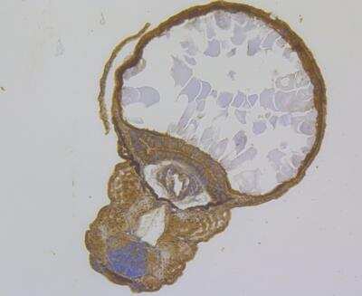Immunohistochemistry: GTSF1 Antibody [NBP2-76934] - Immunohistochemical analysis of paraffin-embedded Zebrafish tissue using anti-GTSF1 antibody. The section was pre-treated using heat mediated antigen retrieval with Tris-EDTA buffer (pH 8.0-8.4) for 20 minutes.The tissues were blocked in 5% BSA for 30 minutes at room temperature, washed with ddH2O and PBS, and then probed with the antibody at 1/50 dilution, for 30 minutes at room temperature and detected using an HRP conjugated compact polymer system. DAB was used as the chrogen. Counter stained with hematoxylin and mounted with DPX.