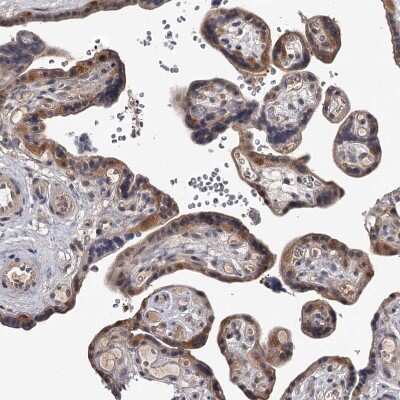 Immunohistochemistry-Paraffin GTSF1 Antibody - BSA Free