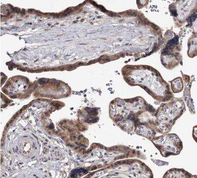 Immunohistochemistry-Paraffin GTSF1 Antibody - BSA Free