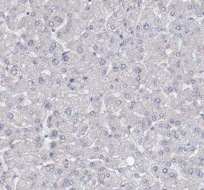 Immunohistochemistry-Paraffin GTSF1 Antibody - BSA Free