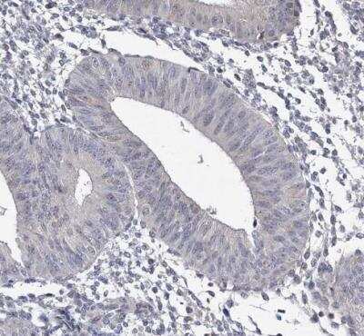 Immunohistochemistry-Paraffin GTSF1 Antibody - BSA Free