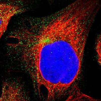 Immunocytochemistry/Immunofluorescence: GULP1/CED-6 Antibody [NBP1-84553] - Staining of human cell line U-2 OS shows localization to vesicles. Antibody staining is shown in green.