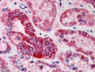 Immunohistochemistry-Paraffin: GULP1/CED-6 Antibody [NB100-1042] - Analysis of GULP1 in paraffin embedded Human Kidney using NB100-1042 at 5ug/ml. Steamed antigen retrieval with citrate buffer pH 6, AP-staining.
