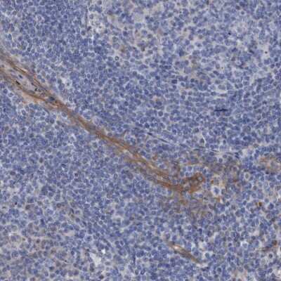 Immunohistochemistry-Paraffin GULP1/CED-6 Antibody