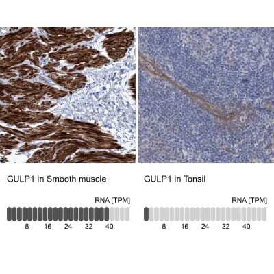 Immunohistochemistry-Paraffin GULP1/CED-6 Antibody