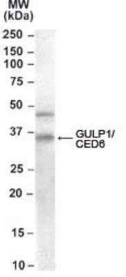 Western Blot GULP1/CED-6 Antibody
